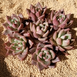 韓国苗　Echeveria フランクhyb