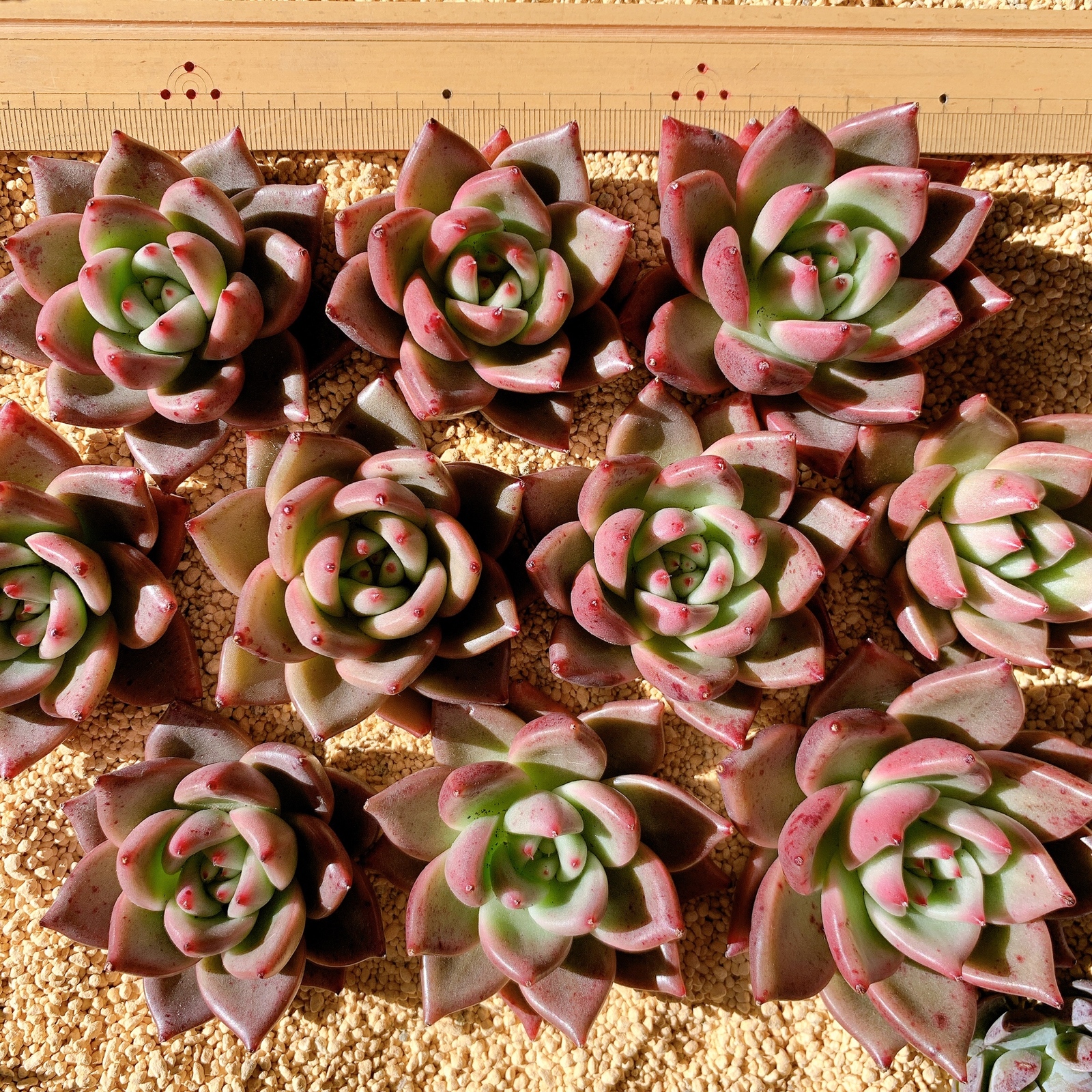 韓国苗 Echeveria 新品種❤︎フランクhyb - succulent Ring | minne