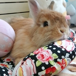 ★ご予約品★うさぎさん用  クッション 《お花bed》No.22