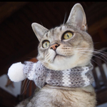 犬 Sサイズ ニット マフラー ♡ 猫 マフラー ペット マフラー ぽんぽん ボーダー 犬 スタイ猫 首輪 ネックレス