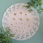 押し花素材　No59　ユーフォルビアのセット　花材