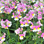 🌷花苗 ネメシア ピーチパイ 3.5号ポット 芳香花 宿根🌷