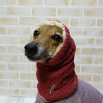 イタグレ用ネックウォーマー〈レッド〉