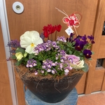 お正月の寄せ植え♪