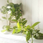珍しい木　希少種　バニラの木　ボリューム◎　オススメ観葉植物　6号鉢　吊り鉢 　ギフト　お祝い