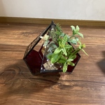 SALEステンドグラス＊テラリウム五角形＊観葉植物インテリア＊植物のある暮らし