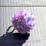 ❣️Thanks100❣️ ［再販2］紫陽花　帯留め　パープル　グラデーション　和装　　お正月　着物　浴衣　紫　プレゼント　卒業式　成人式　　七五三  入学式　あじさい　梅雨　花　フラワー　#紫陽花