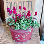 現品！ステキ♡【かわいいシクラメン寄せ植え】レッド系ブリキ鉢♪リトルスモーキー♪