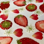 押しフルーツ　いちご　6枚セット
