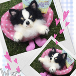Mika様　犬　お手手付き羊毛フェルト