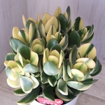 立派♡斑入り♡花月♡金のなる木♡観葉植物♡多肉植物♡５号鉢♡