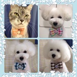 🎀2個セットわんちゃんねこちゃん用くるみボタンリボン🎀
