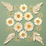 押し花セットA＜組み立てのお花＆ノースポール＆レースフラワー他＞