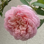 hyoujyu様ご注文手帳カバー