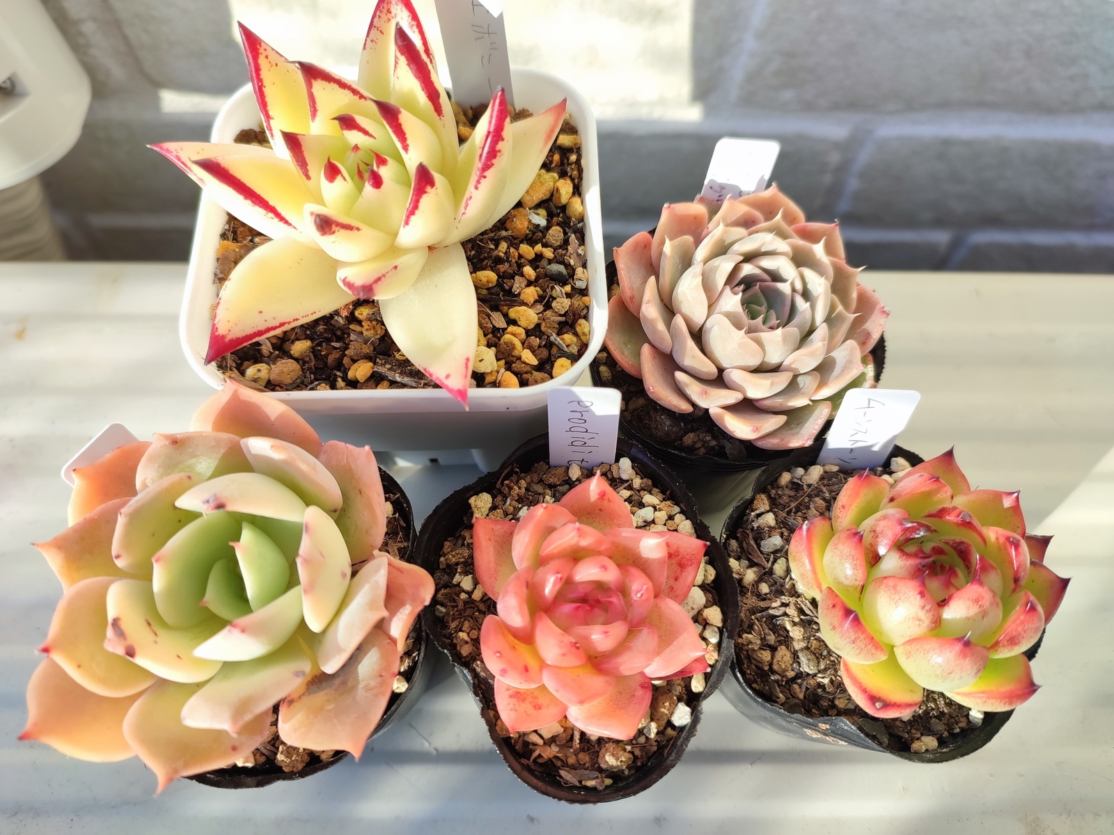 売却済み3/12札落ち(抜き苗)多肉植物 【公式通販】 売却済み3/12札落ち(抜き苗)多肉植物 【公式通販】