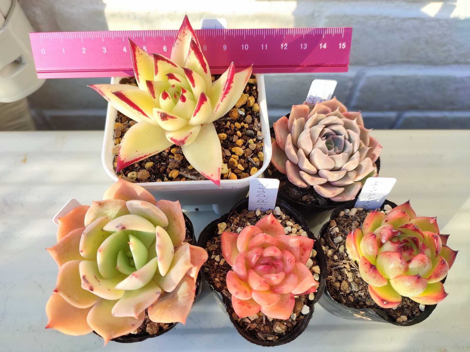 売却済み3/12札落ち(抜き苗)多肉植物