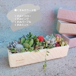 ラスト1つ🆕塗り壁風♡くすみカラーがオシャレな大人可愛い寄せ植え