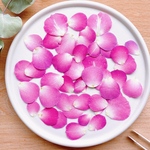 【押し花素材】バラの花びら　ピンク　　pressed flowers