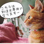 ☆別注文☆ウエルカムおにぎりさん    