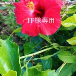 IF様専用ページです♡