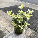 五色ヒイラギ 斑入りヒイラギ 柊 苔玉 受皿付き