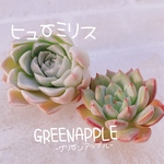送料無料♡♡ 《3》多肉植物 エケベリア 韓国苗 ヒューミリス グリーンアップル♡♡