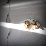 Coyote brown Earring˖ ࣪⊹