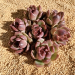 韓国苗　Echeveria ブラッククイーン