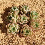 韓国苗　Echeveria 新品種❤︎マルガンhyb