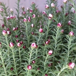 冬の妖精♡花かんざし♡ヘリクリサム♡ドライフラワー♡鉢ごと♡