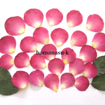 sale【押花素材166】バラの花びら　