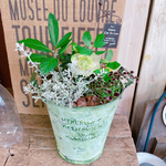 現品！おしゃれ♡【クリスマスローズ入り寄せ植え】毎年楽しめるガーデニング♪シルバーホワイト系ブリキ鉢♡ニゲル