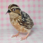 羊毛の小鳥 ライフサイズ 1/1サイズ 1羽：ヒメウズラ 「うちの子オーダー」作成可能 鳥のオブジェ リアルバード 受注制作