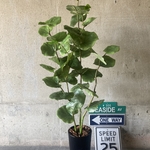 光触媒　人工観葉植物　ウォールグリーン　フェイク　アレンジ　シーグレープ120