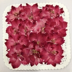NO.770パーフェクトルビーの千鳥草／押し花素材C