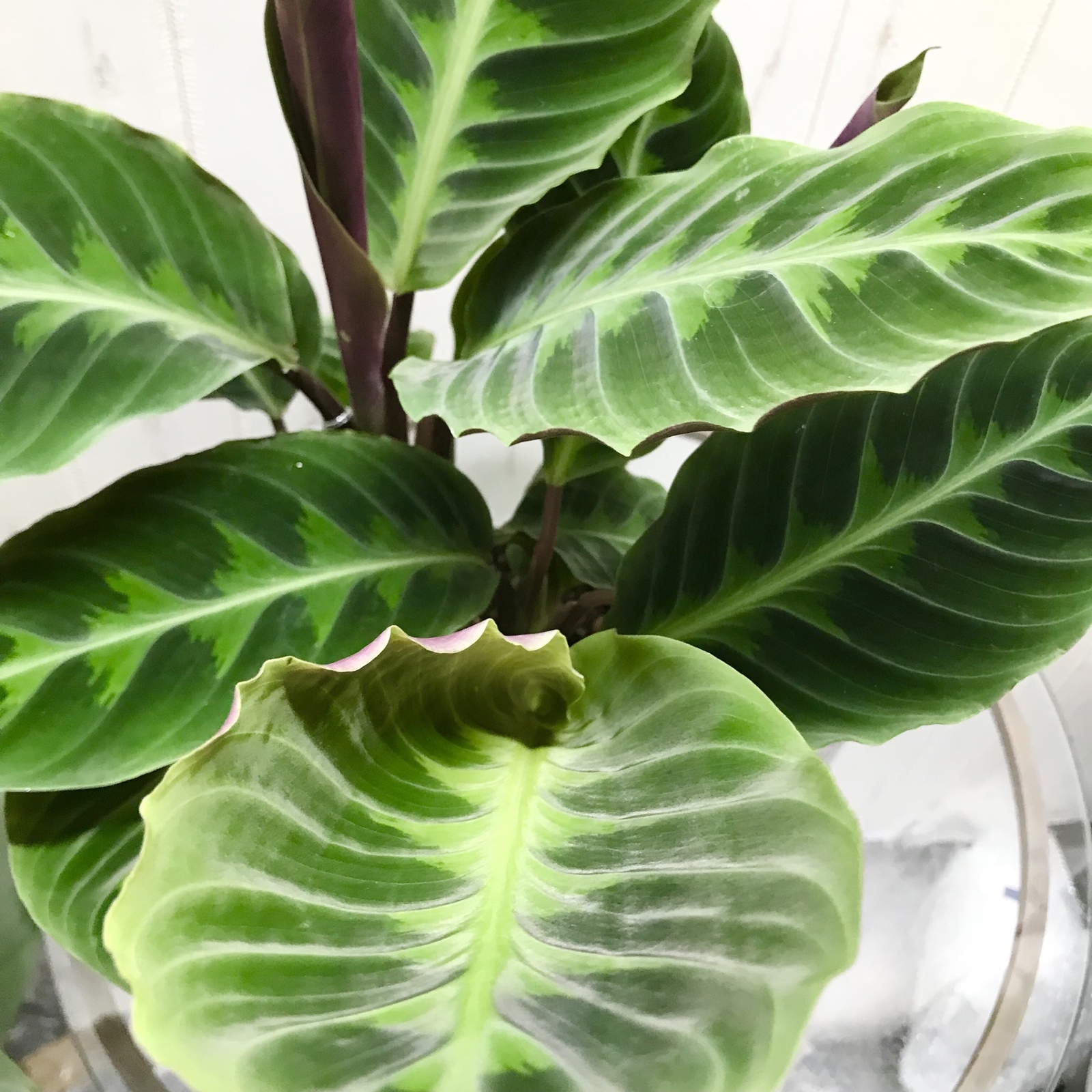 CALATHEA WARSCEWICZII / 株立ち カラテア ワルセヴィッチー - olive