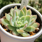 人気品種！★桜子 多肉植物 自家栽培 国産