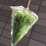 【最終再販】glassのグリーンコーン♫　オブジェ　花器にも…