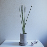 ●数量限定●新作●　希少　”トクサ　アッシュグレー鉢/受け皿セット”　観葉植物　砥草　モダン　インテリア　おしゃれ