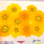 ♡new♡  ♡可愛いジュリアン押し花セット♡ ♡使いやすい少量の押し花セット♡