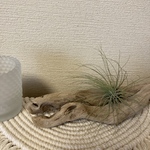 流木　オブジェ