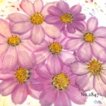 ♡new♡作家様必見♡ ♡可愛いコスモスお花がいっぱい♡ 押し花セット