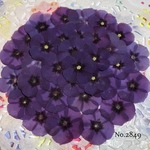 ♡人気作品♡ 作家様必見！ 落ち着いた大人カラー♡フロックス押し花セット