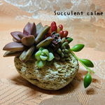 ꙳★*ﾟ⑨軽石鉢ちまちま多肉寄せ植え✩.*˚