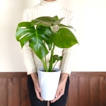 エキゾチックな葉っぱがオシャレ『モンステラ』5号　陶器鉢　観葉植物　インテリア