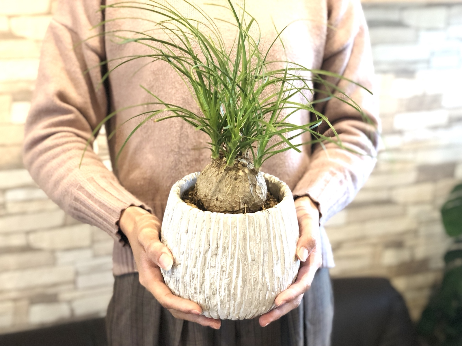 トックリラン ポニーテール 5号 陶器鉢 受け皿付き 観葉植物 引っ越し インテリア Lovely Pocket Minne 国内最大級のハンドメイド 手作り通販サイト