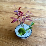 苔盆栽　枯山水　寄植え