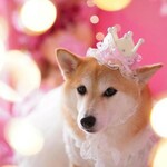 【人気design❣️】パステルフラワー ／犬用アクセサリー　猫ちゃんにも／特別な日のティアラ・王冠