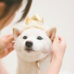 ＜生地をリニューアル！＞"Little princess ⭐︎ " 犬用アクセサリー ♪ 《大人気item》ティアラ　王冠　♪猫ちゃんにも♪クラウン