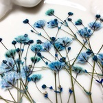 再販  自家製押し花　花付き先染かすみ草15枝（そら色） ネイル・レジン・キャンドル・石鹸封入用 